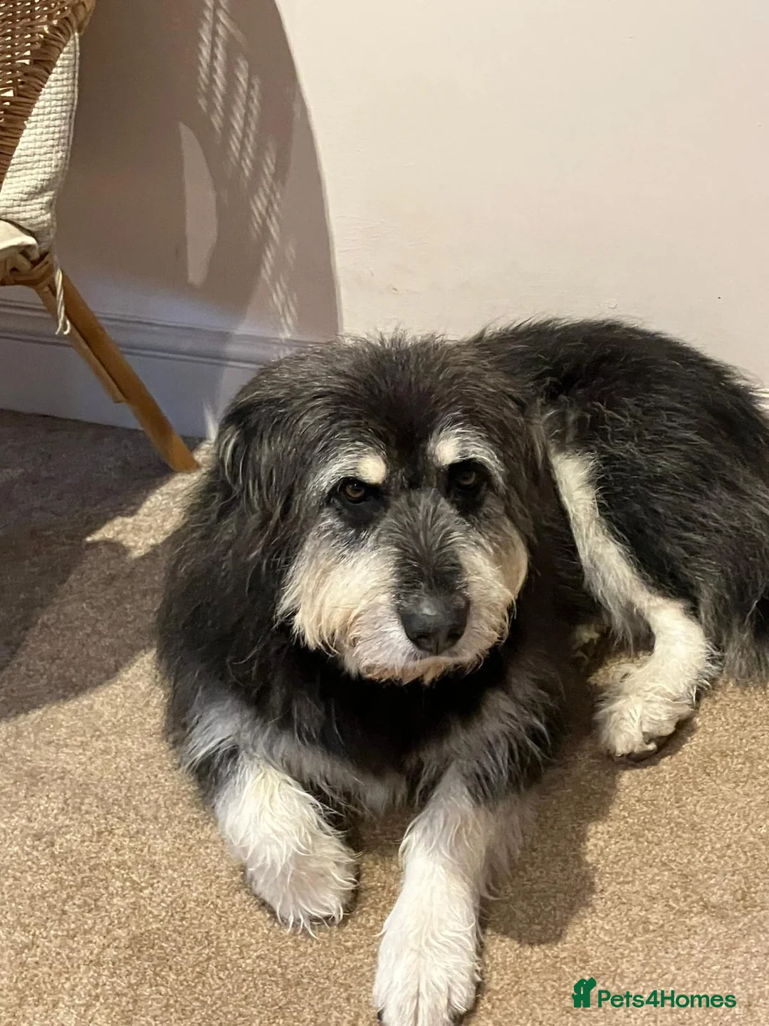 Mixed Breed dogs for sale: Loyalty Found: Adopt Luna the Shepherd Mix  - Advert 1