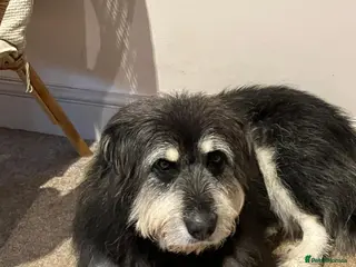 Mixed Breed dogs Loyalty Found: Adopt Luna the Shepherd Mix - Advert 6