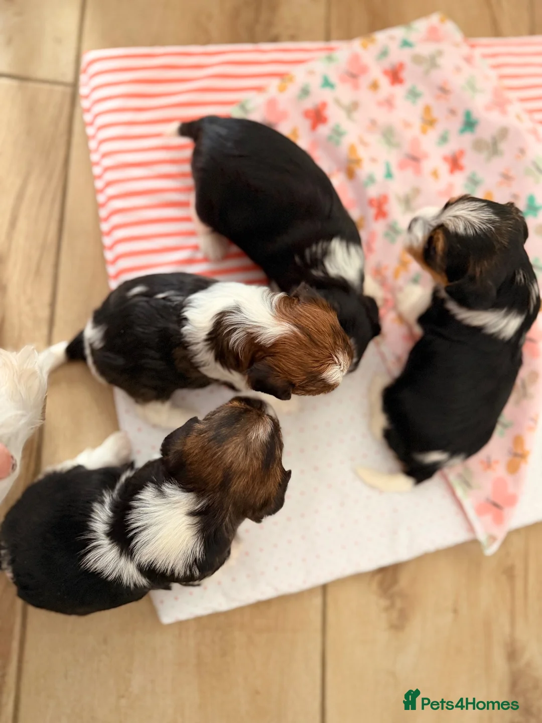 Yorkshire Terrier dogs for sale: Beautiful Tri-Colour Biewer Yorkshire Terrier Pupp - Advert 16