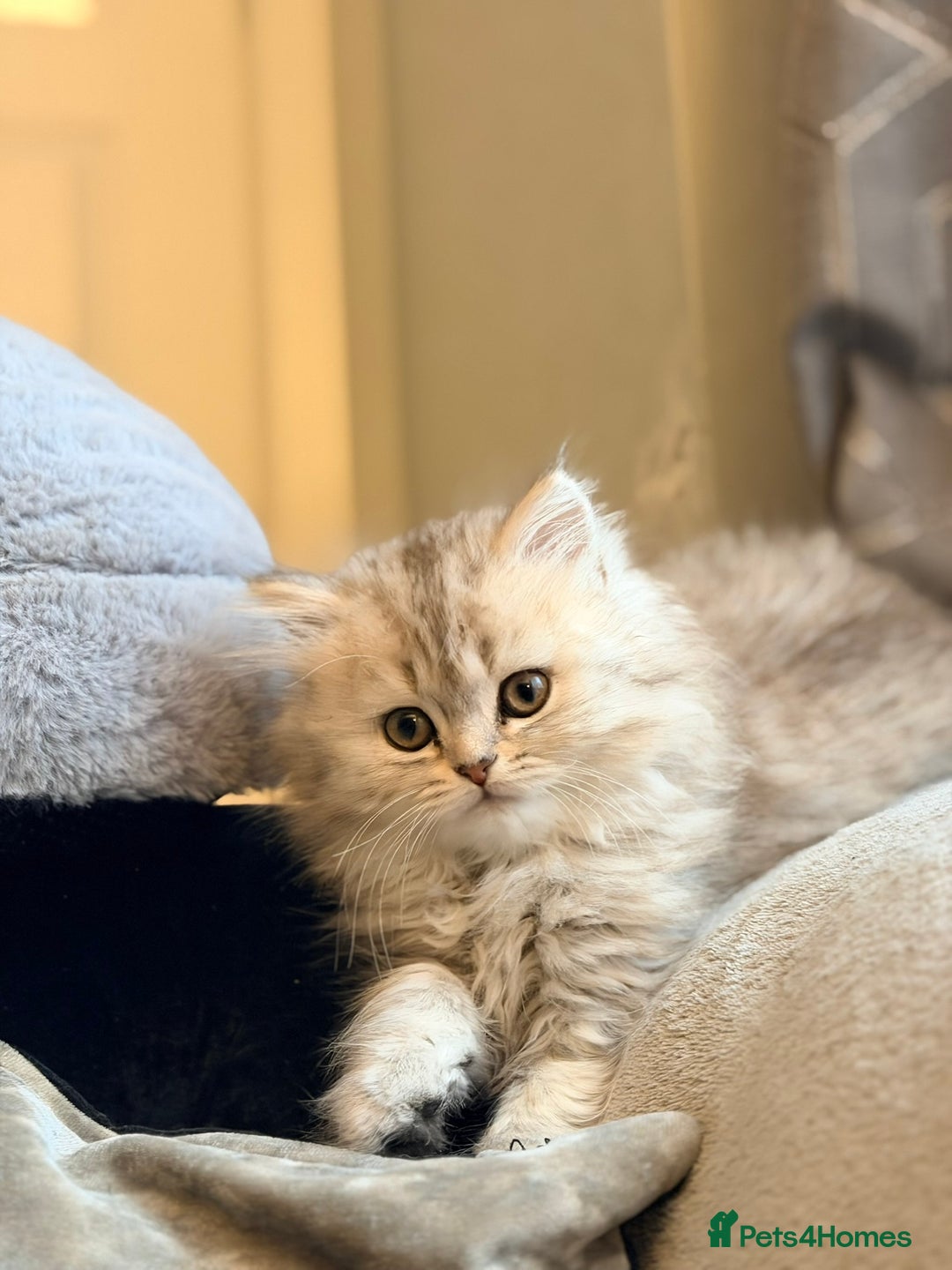 Scottish Fold cats for sale: Scottish fold kittens for sale! - Advert 25