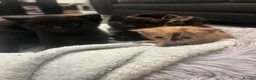 Domestic Shorthair cats for sale: 6 beautiful domestic shorthair kittens  - Advert 6