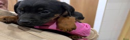 Mixed Breed dogs for sale: Doberman X puppies for sale  - Advert 11