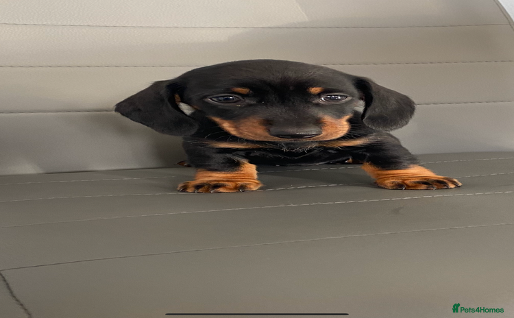 Dachshund dogs - Advert 4