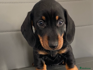 Dachshund dogs - Advert 7
