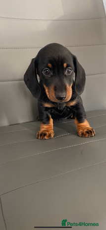Dachshund dogs - Advert 2