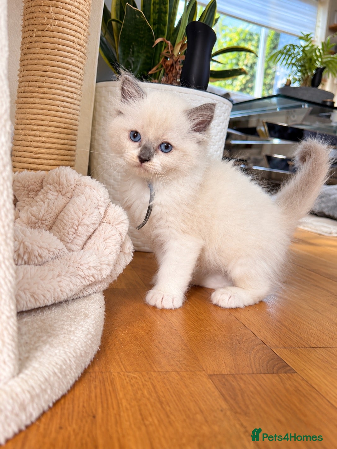 Ragdoll cats Ragdoll kittens available ♥️  - Advert 2