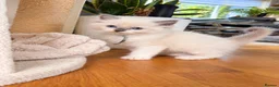 Ragdoll cats for sale: Ragdoll kittens available ♥️  - Advert 2