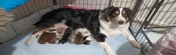 Australian Shepherd dogs for sale: Australian shepherd looking for a new home  - Advert 9