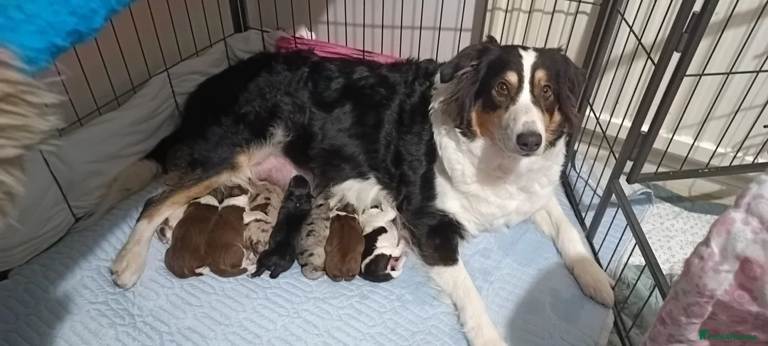 Australian Shepherd dogs for sale: Australian shepherd looking for a new home  - Advert 9