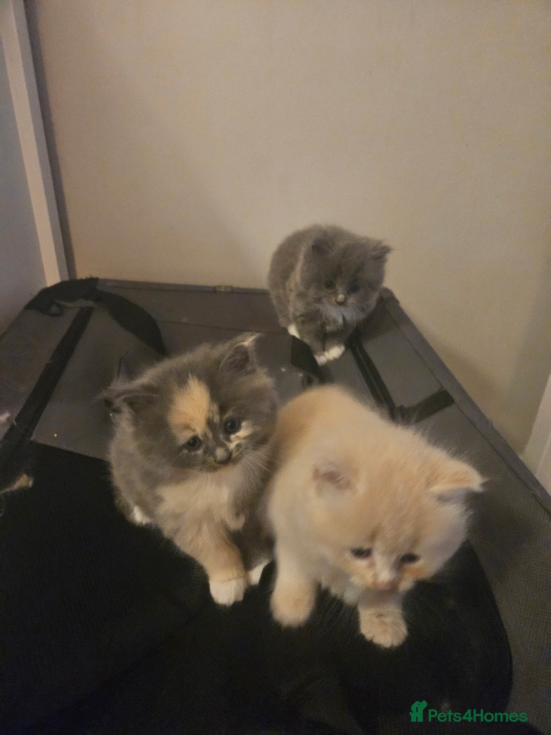 Mixed Breed cats for sale: Beautiful fluffy kitten  - Advert 13