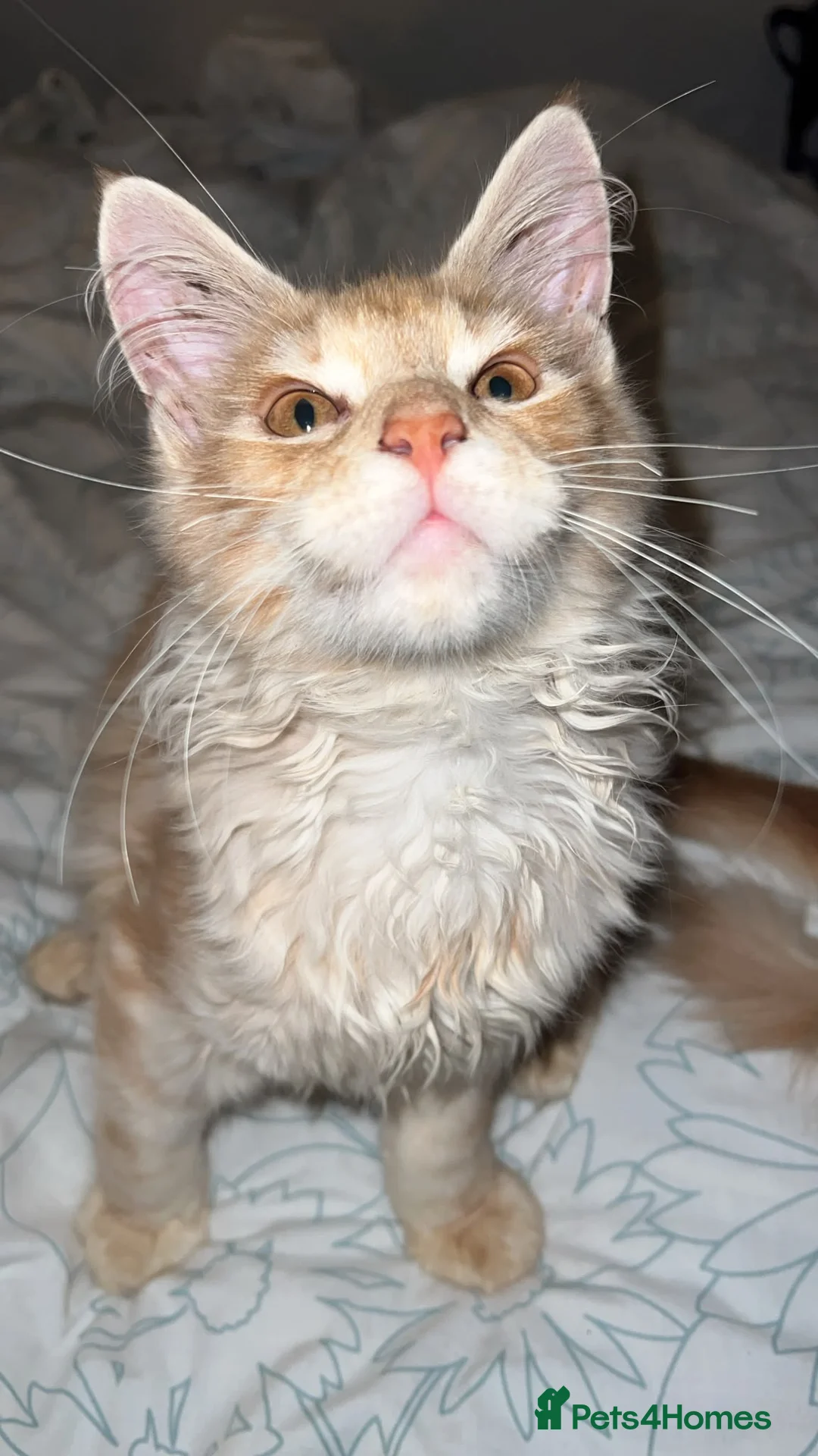Maine Coon cats for sale: Rare Red Silver Maine Coon Kittens Available  - Advert 2