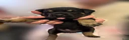 Mixed Breed dogs for sale: Rottweiler Cross Puppies.  - Advert 12