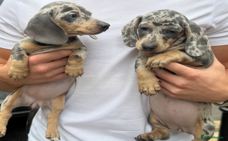 Miniature Dachshund dogs - Advert 15