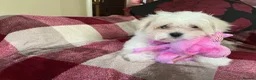 Maltese dogs for sale: Maltese puppy for sale  - Advert 7