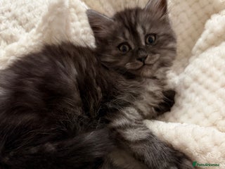 Persian cats PersianBSH silver, ginger & dark silver🩷2 left 🩷 - Advert 5