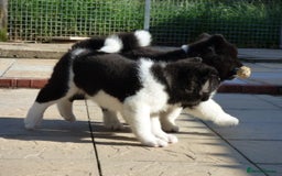 Akita dogs for sale: Quality Akita Babies (& KC Registered) - Image 31