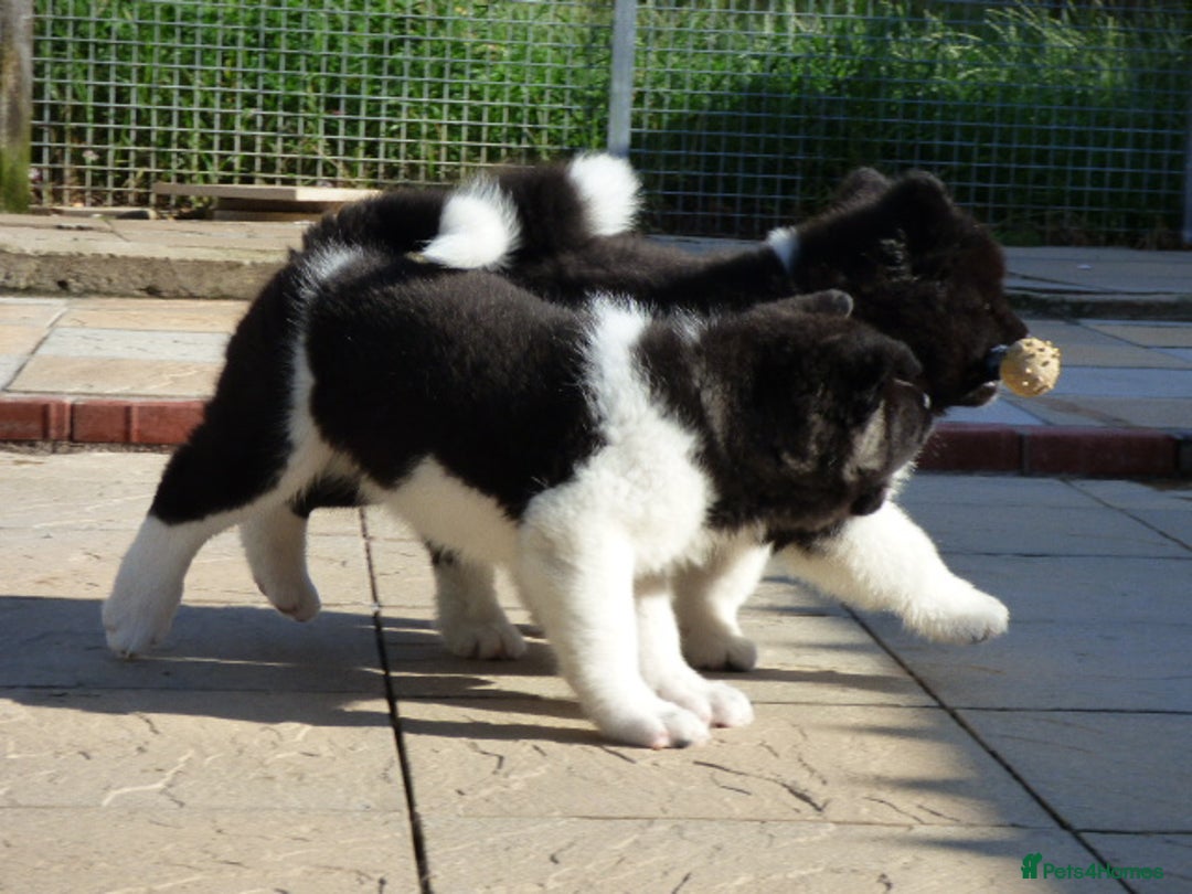 Akita dogs for sale: Quality Akita Babies (& KC Registered) - Image 31