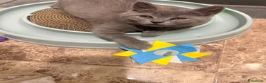 British Shorthair Kitten 1