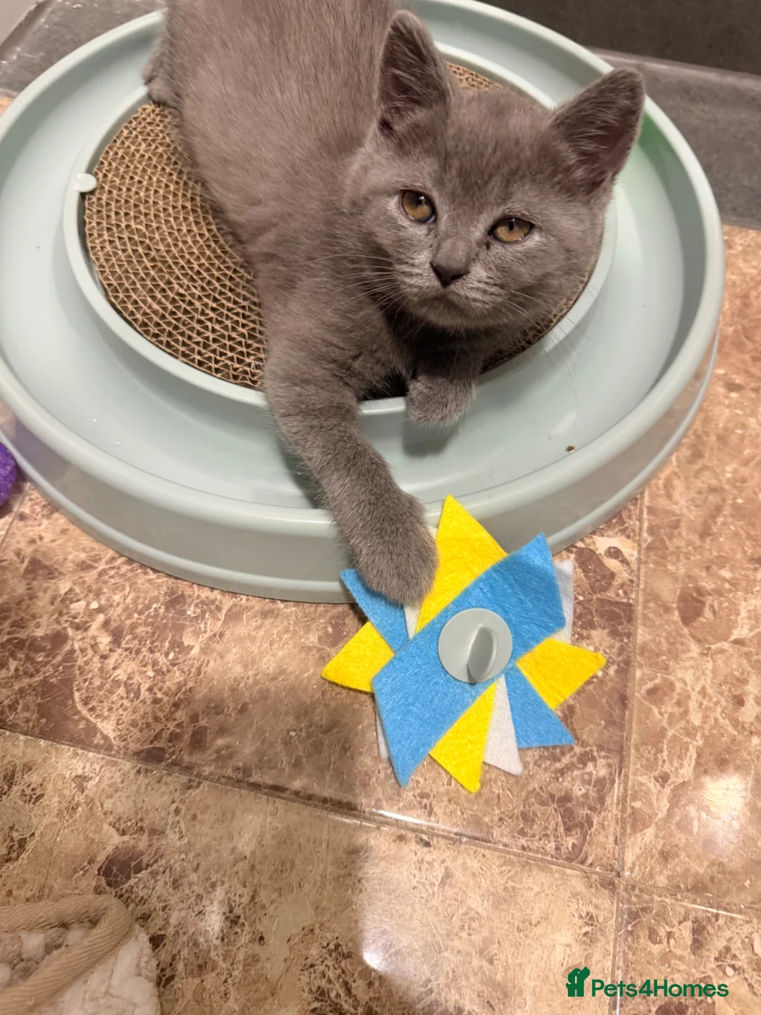 British Shorthair cats for sale: Chubby British Shorthair kitten  - Advert 21