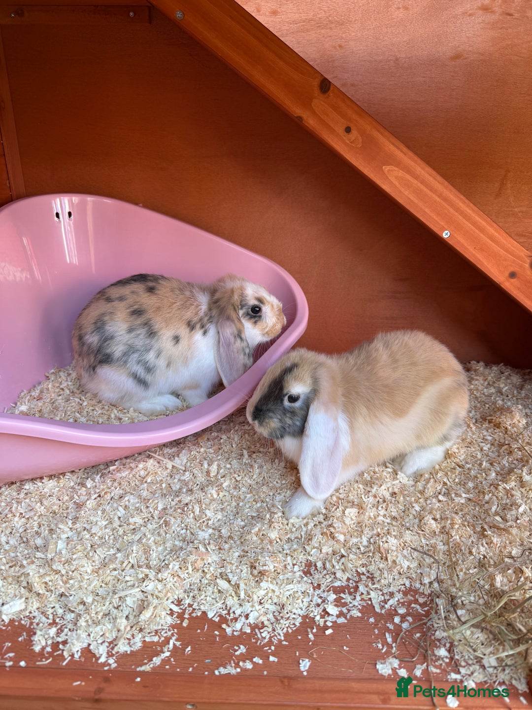 Mixed Breed rabbits for sale: 2 Female Rabbits & equipment  - Advert 1