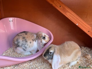 Mixed Breed rabbits 2 Female Rabbits & equipment - Advert 1