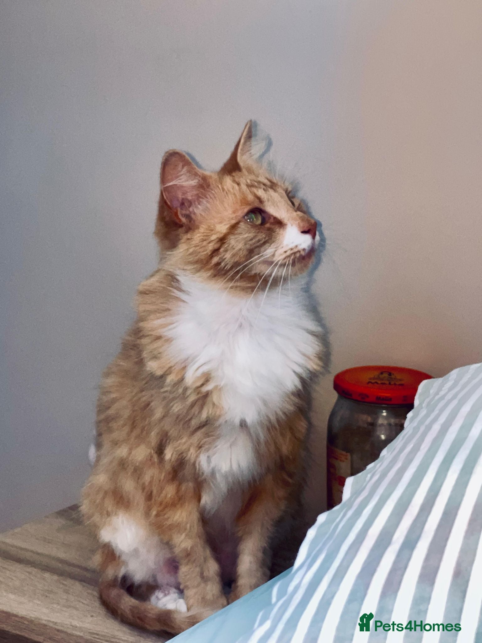 Mixed Breed cats Honey looking for a Home  - Advert 3
