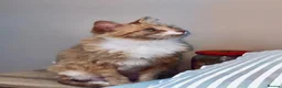 Mixed Breed cats for sale: Honey looking for a Home  - Advert 1