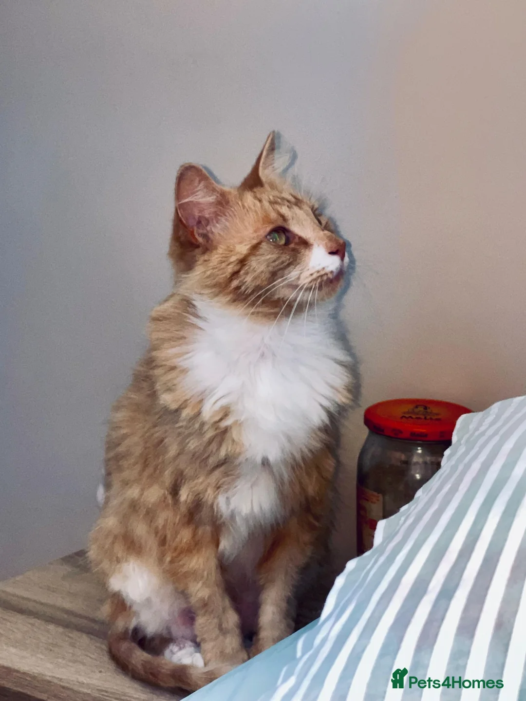 Mixed Breed cats for sale: Honey looking for a Home  - Advert 1