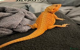 Bearded Dragon reptiles for sale: Bearded dragons for sale  - Image 6