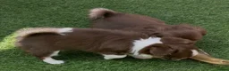 Chihuahua dogs for sale: Beautiful long coat puppies  - Advert 3