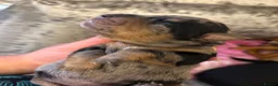 Jack Russell dogs for sale: 2 Merle Jack Russell Girls  - Advert 9