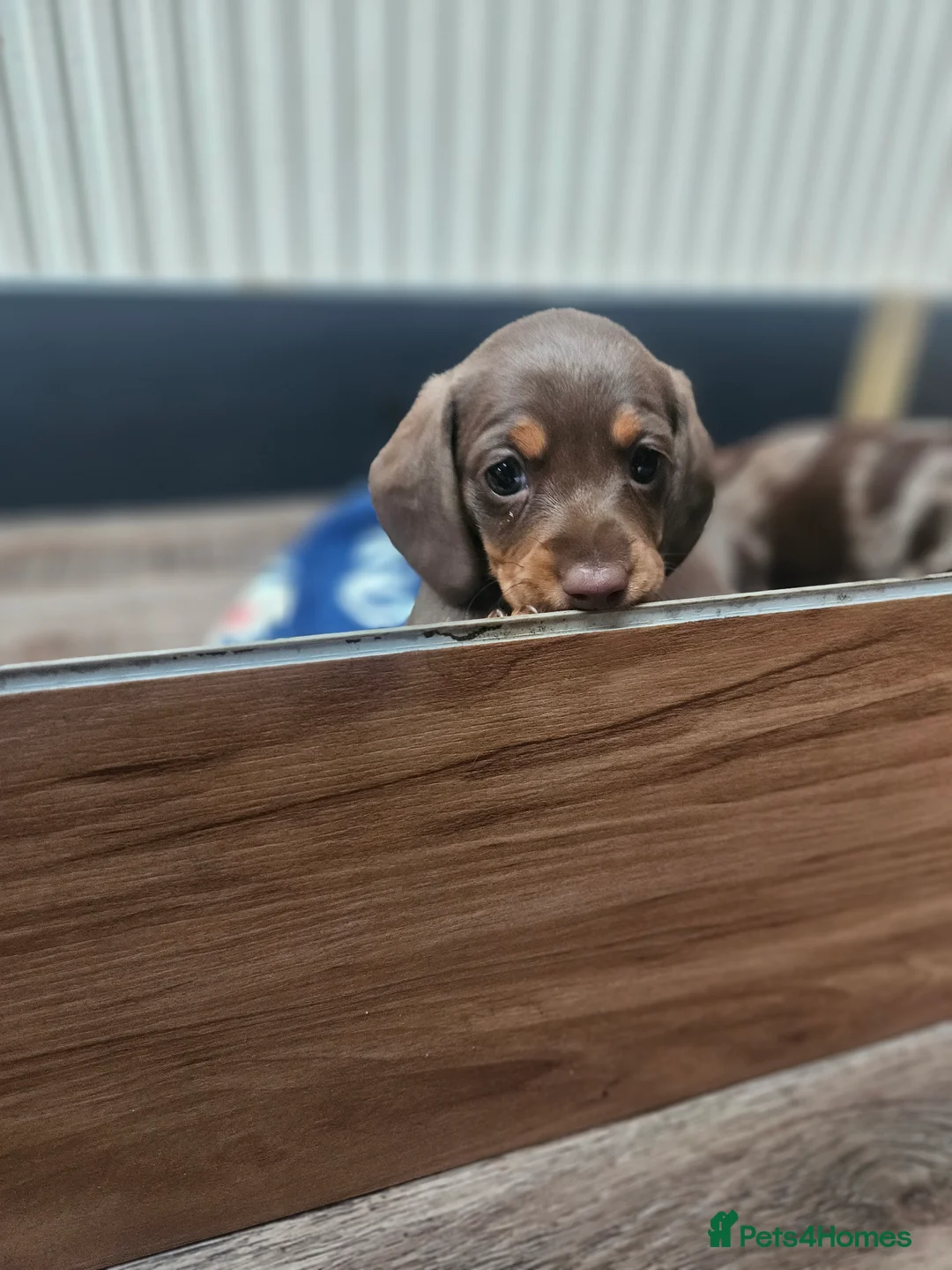 Miniature Dachshund dogs for sale: 5 Georgeous miniature dachsunds - Advert 7