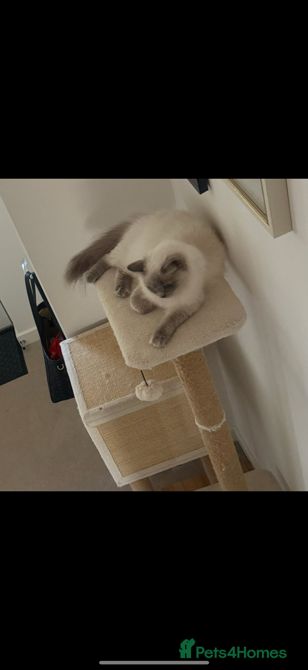 Ragdoll cats for sale: Need rehoming asap! 650 for one cat.  - Image 6