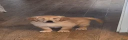 Golden Retriever dogs for sale: KC GOLDEN RETRIEVER PUPS, HEALTH TESTED PARENTS - Advert 3