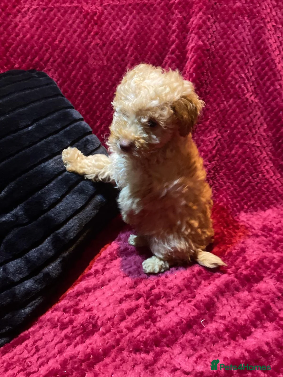 Cavapoo dogs for sale: Cavapoo puppies  - Advert 4
