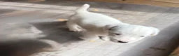 Sealyham Terrier dogs for sale: 4 Sealyham terrier puppy’s  - Advert 8