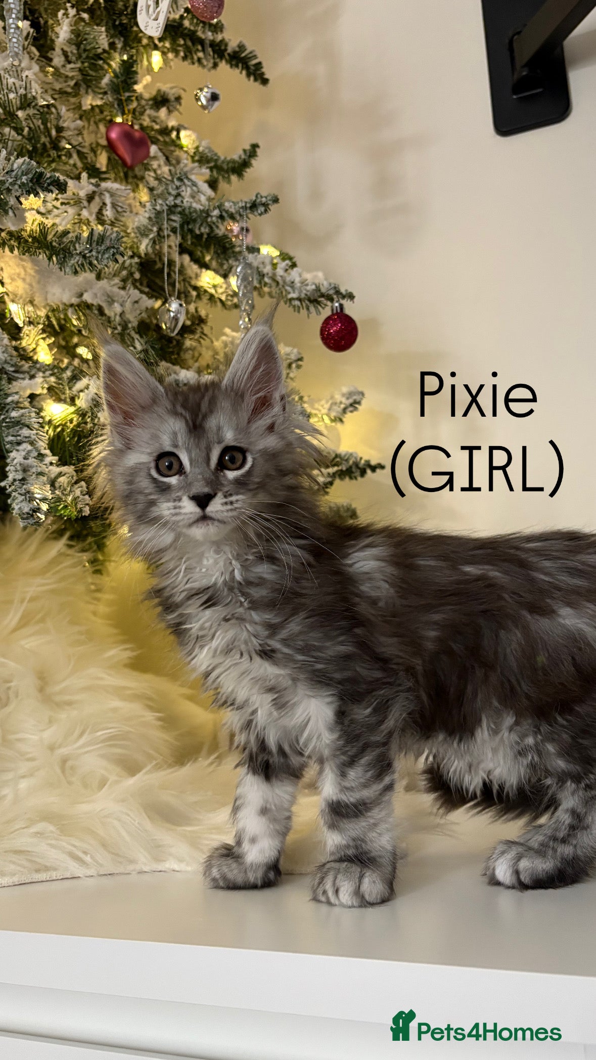 Maine Coon cats Pedigree registered Maine Coon - Advert 10