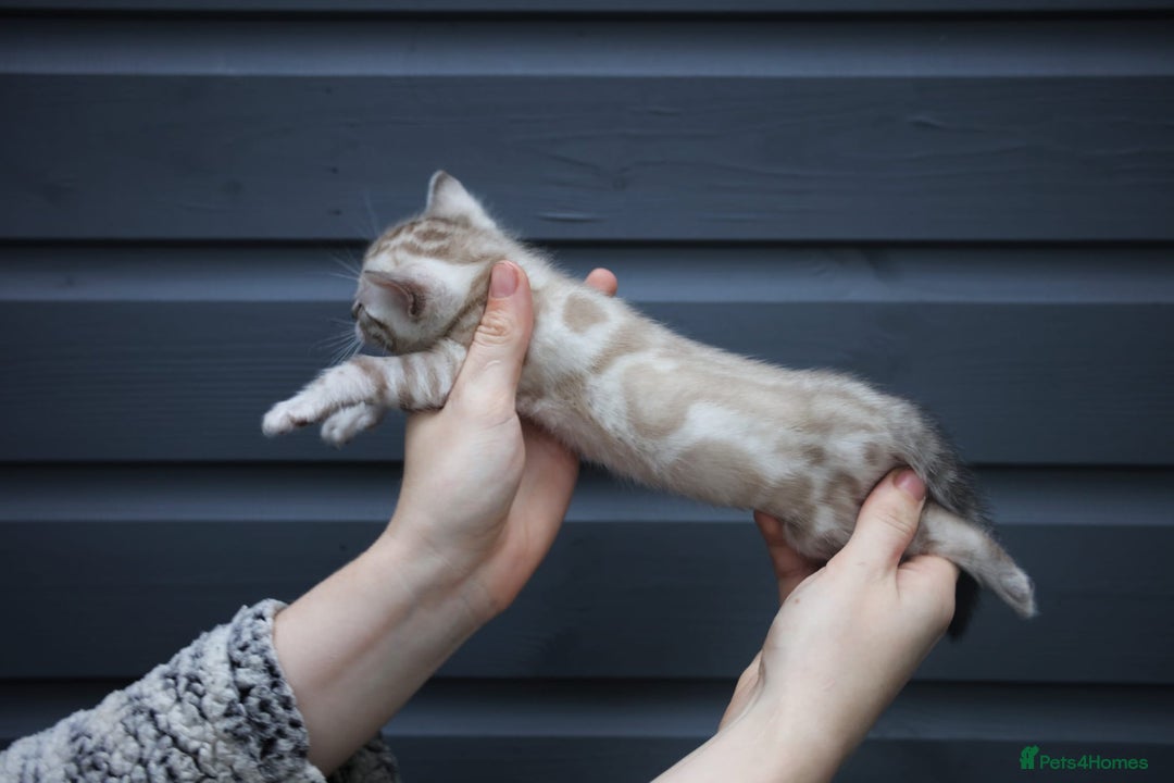 Bengal cats for sale: Snow, Silver & Brown Clouded Top Quality Bengals - Advert 12