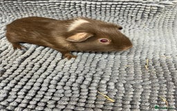 Guinea Pig rodents for sale: A Pair Of Chocolate Boys - Image 1