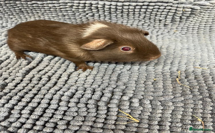 Guinea Pig rodents - Advert 2