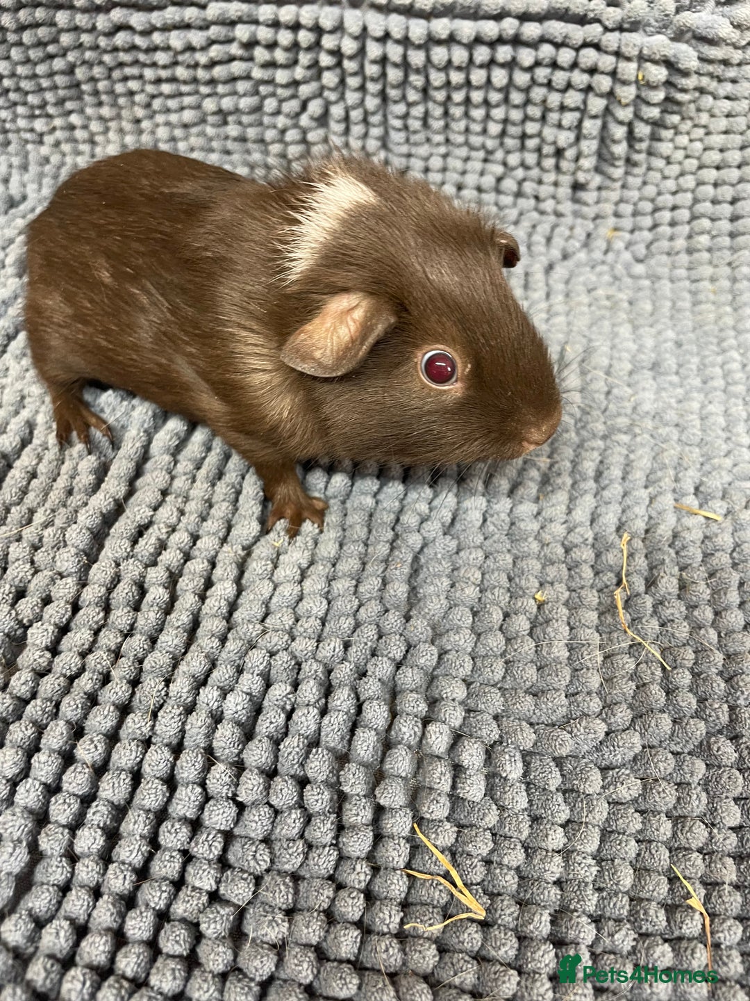 Guinea Pig rodents for sale: A Pair Of Chocolate Boys - Image 1