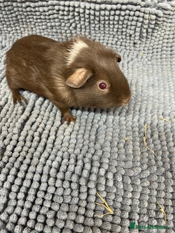 Guinea Pig rodents - Advert 14