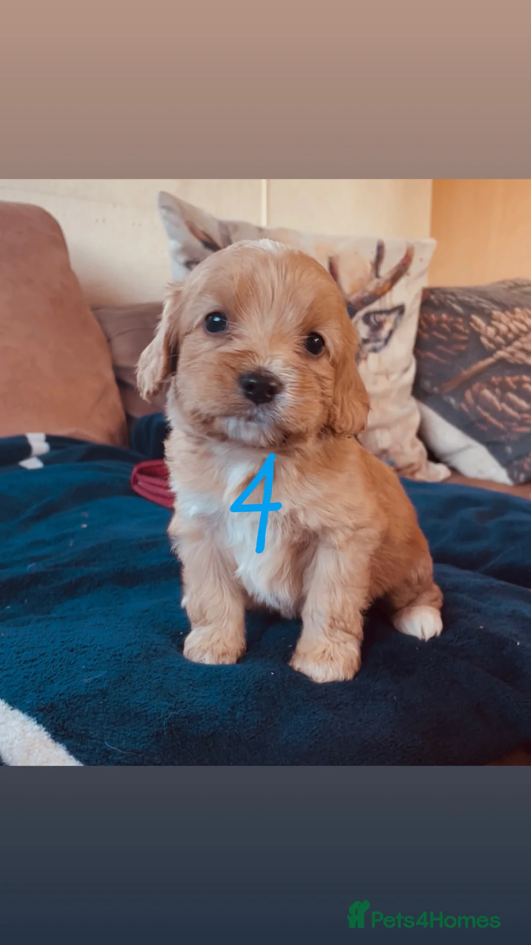 Mixed Breed dogs for sale: Absolutely beautiful family bred pups!  - Advert 1