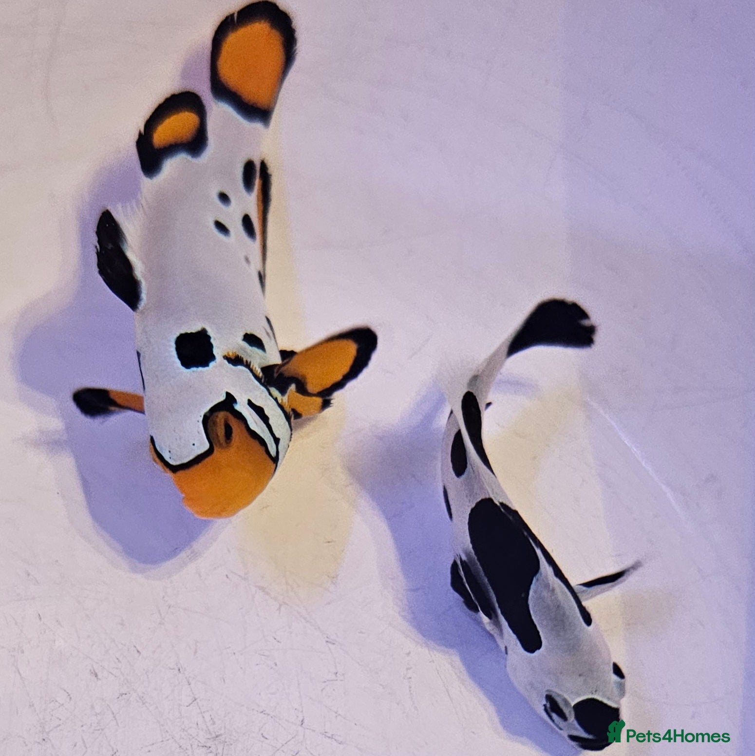 Other/Mixed Breed fish Designer Clownfish Pair (Frostbite & Black Storm) - Advert 2