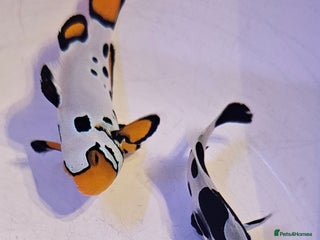 Other/Mixed Breed fish Designer Clownfish Pair (Frostbite & Black Storm) - Advert 2