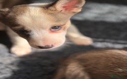 Mixed Breed dogs for sale: Siberian Husky X Staff/Lhasa Apso. Only 2 left!!  - Image 6
