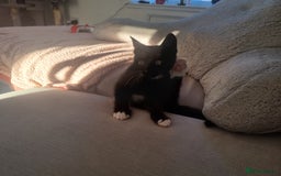 Domestic Shorthair cats for sale: Kittens for sale, READY TO GO NOW!  - Image 14