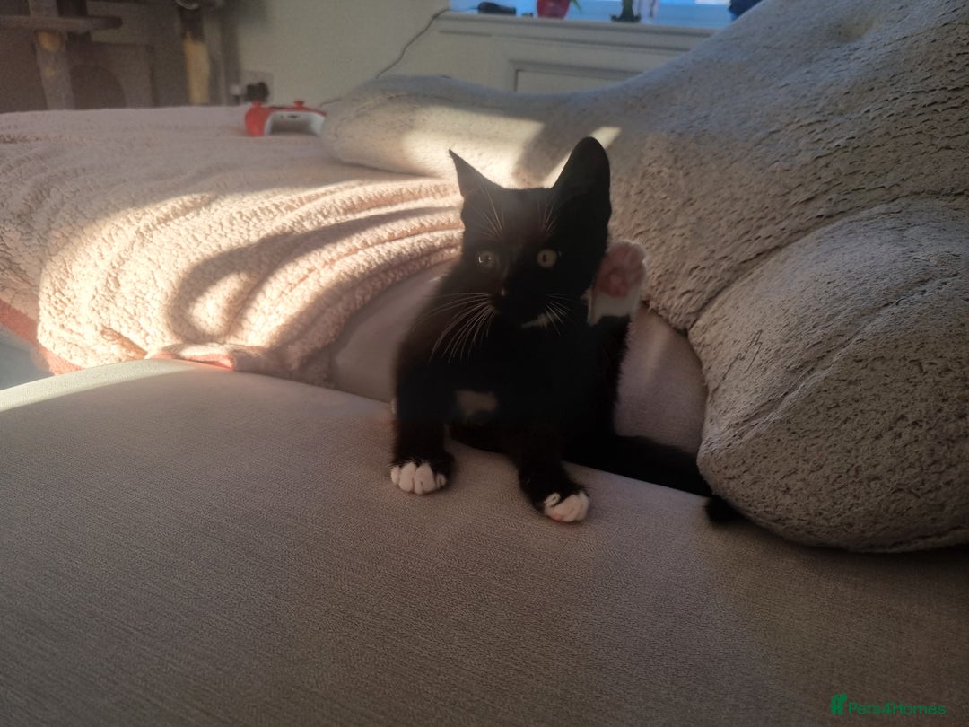 Domestic Shorthair cats for sale: Kittens for sale, READY TO GO NOW!  - Image 14