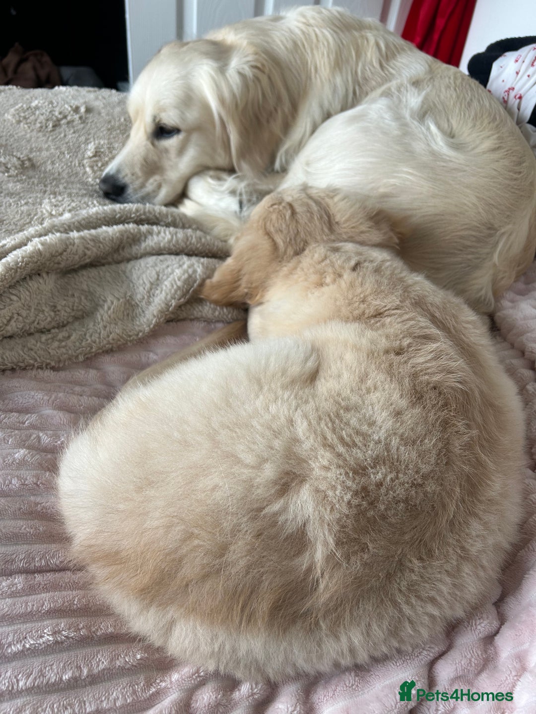 Golden Retriever dogs for sale: Golden retriever puppy  - Advert 8