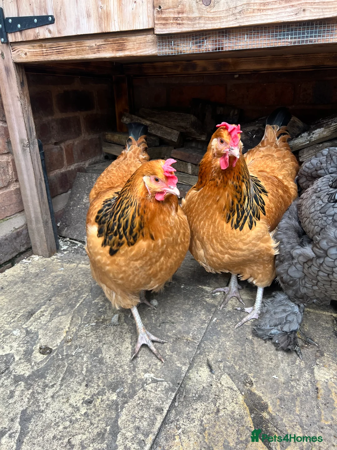 Chickens poultry for sale: Trio of Buff Sussex hens - Advert 1